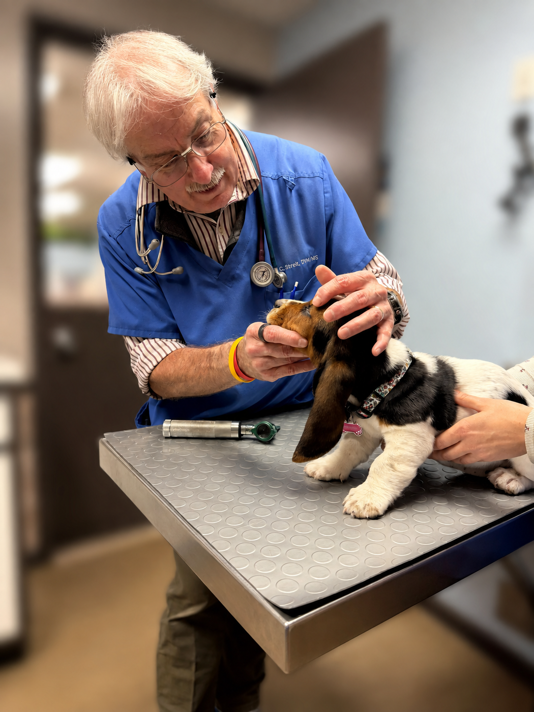 All Creature Clinic - Dr Bill treating a dog