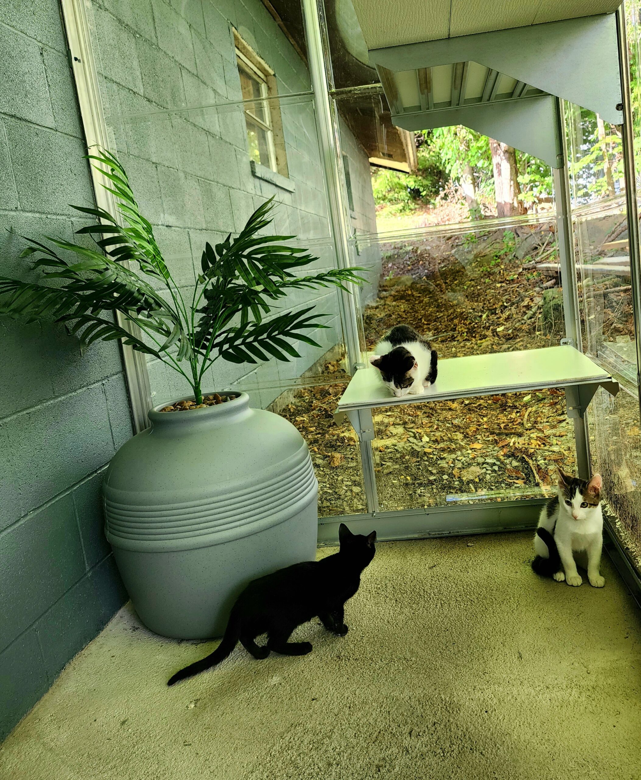 Cat-Boarding-2